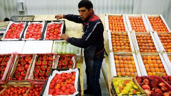 Возможен запрет на поставки томатов из Марокко
