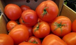 vozmozhen-zapret-na-postavki-tomatov-iz-Marokko