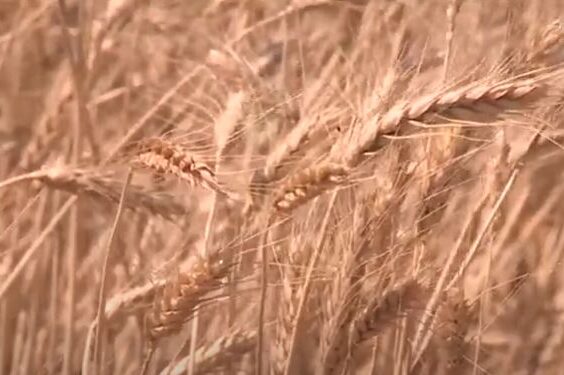 Экспортёры пшеницы заморозили закупки из-за новых пошлин