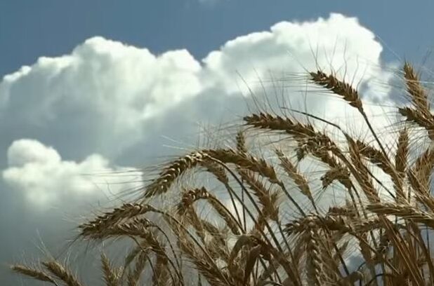 Минсельхоз сша уменьшил прогноз по урожаю пшеницы в рф