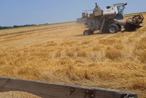 Минсельхоз США уменьшил прогноз по урожаю пшеницы в РФ