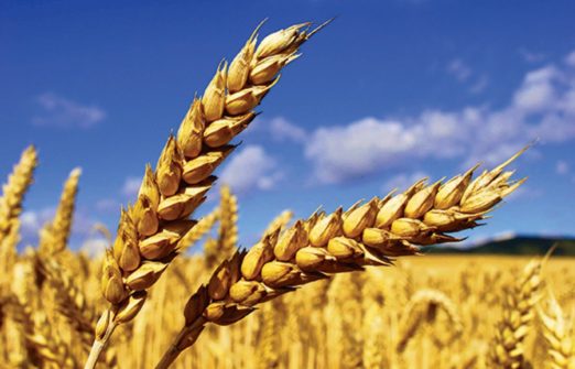 Пшеница растет в цене из-за возможных новых санкций в отношении России