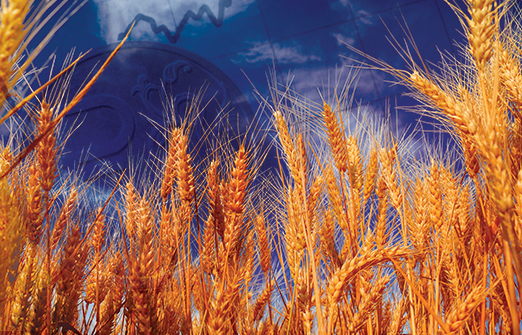 Пшеница растет в цене из-за возможных новых санкций в отношении России