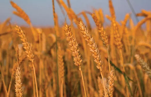 Пшеница и кукуруза подешевели после заключения экспортной сделки с Украиной