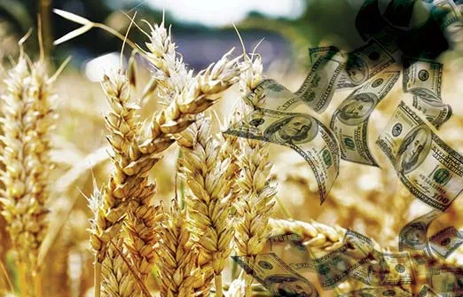 NASA: Россия собрала на оккупированной Украине пшеницы на 1 млрд долларов