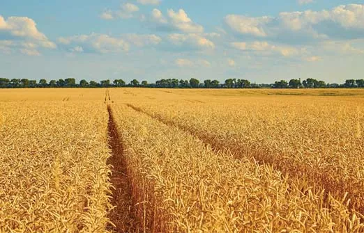 NASA: Россия собрала на оккупированной Украине пшеницы на 1 млрд долларов